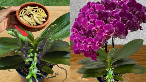 Az orchideáid miért nem virágoznak? 5 tipp az átlátszó cserép erejéről!