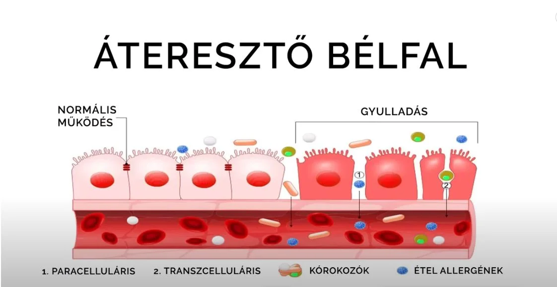 bélfal egészség táplálkozás