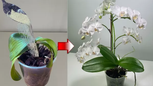 3 egyszerű módszer, amivel megmentheted orchideáidat!