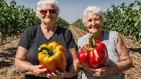 Ez az egyszerű trükkel a zöldségek kétszer akkora termést hozzanak!