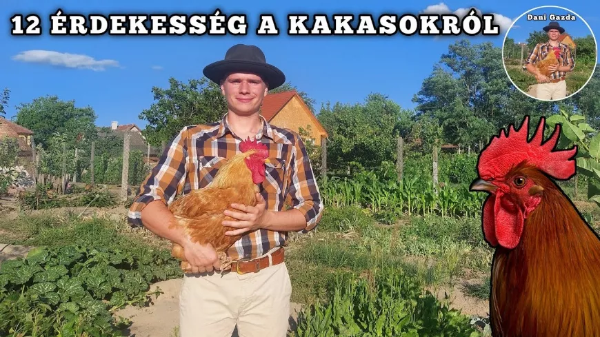 12 Döbbenetes tény a kakasokról, amit biztosan nem tudtál! Miért kukorékol reggel a kakas, kell kakas a tojáshoz...?