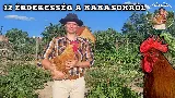 12 Döbbenetes tény a kakasokról, amit biztosan nem tudtál! Miért kukorékol reggel a kakas, kell kakas a tojáshoz...?