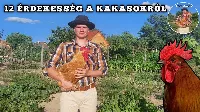 12 Döbbenetes tény a kakasokról, amit biztosan nem tudtál! Miért kukorékol reggel a kakas, kell kakas a tojáshoz...?