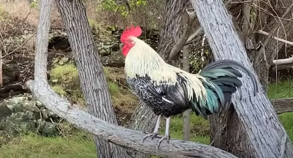 kakas baromfi udvar szárnyas házi állat