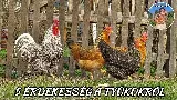 5 megdöbbentő tény a tyúkokról  🐔 – Álmodnak, számolnak, és válogatósak!