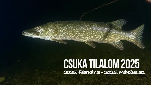 Csukázás utoljára! Február 3-án indul a csuka tilalom – a hétvégén még kifoghatod az év ragadozóját!