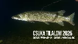 Csukázás utoljára! Február 3-án indul a csuka tilalom – a hétvégén még kifoghatod az év ragadozóját!