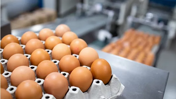 Modernizáció a Kereki Tojás Kft-nél – új korszak a tojástermelésben