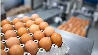 Modernizáció a Kereki Tojás Kft-nél – új korszak a tojástermelésben