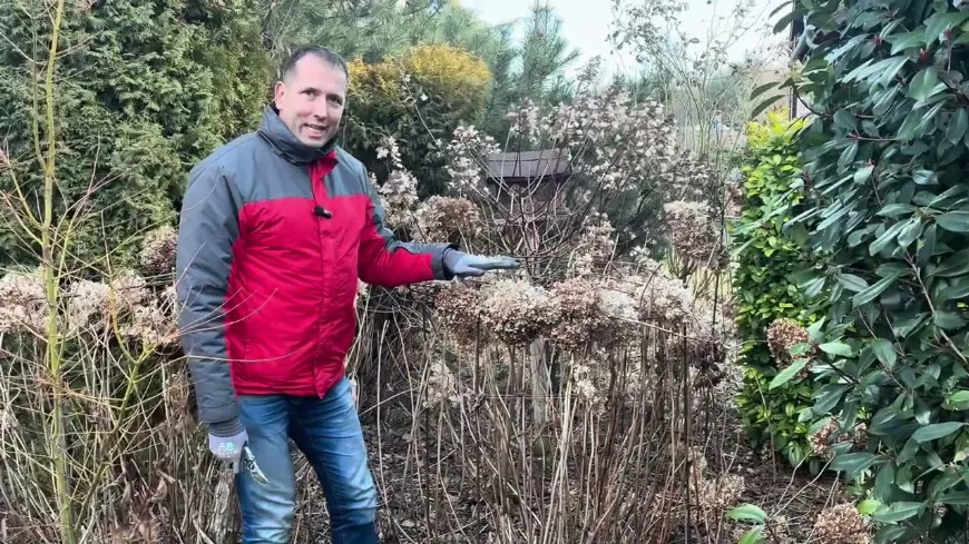 Hortenzia metszés 4 lépésben – Így lesz hatalmas a virágod
