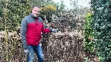 Hortenzia metszés 4 lépésben – Így lesz hatalmas a virágod