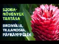 Bromélia, tillandsia és páfrány: 3 különleges növény otthonra