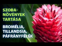 Bromélia, tillandsia és páfrány: 3 különleges növény otthonra