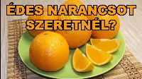 Ez a 3 jel árulja el, hogy a narancs 🍊 édes vagy csalódást okoz