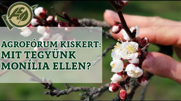 8 tünet, ami elárulja: halálos kór támadja a kajszit és meggyet!