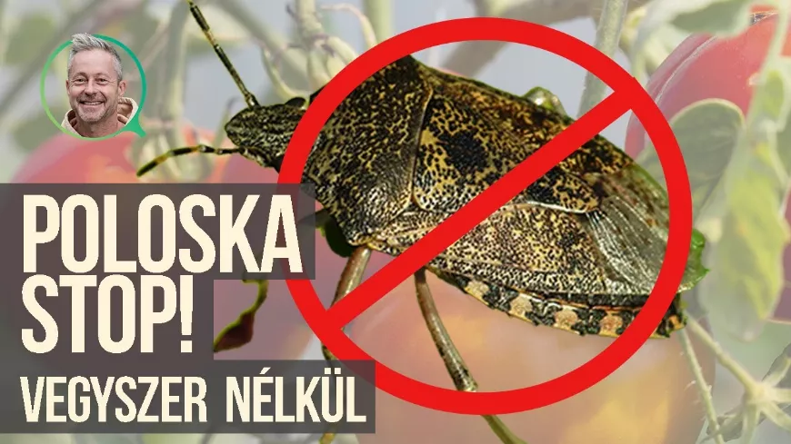 Veteményes poloska nélkül – vegyszermentesen: a faecet természetes ereje