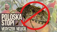 Veteményes poloska nélkül – vegyszermentesen: a faecet természetes ereje