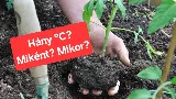 Paradicsom kiültetése: hány fokon, miként, mikor? – Praktikus tippek hobbikertészeknek