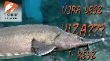 Újra lesz viza a Dunában? – Így dolgoznak a magyar kutatók a tokfélék megmentéséért