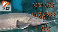 Újra lesz viza a Dunában? – Így dolgoznak a magyar kutatók a tokfélék megmentéséért