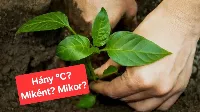 Paprika kiültetése: mikor, hogyan és hány fokon érdemes?