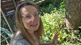 Mit tegyünk, ha elvirágzott a tulipán? – Tippek a következő évi virágzásért