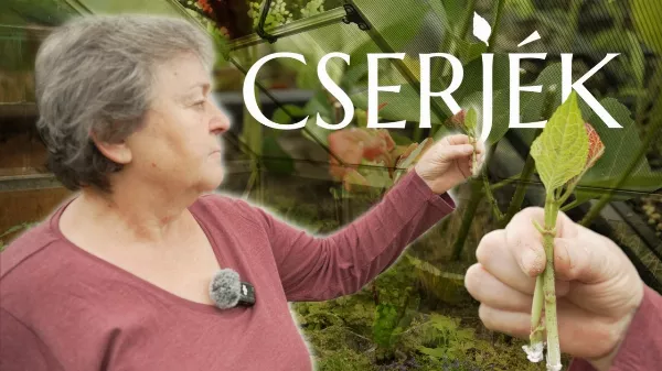 7 titkos trükk, amivel a cserjéket sikeresen szaporíthatod otthon