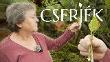7 titkos trükk, amivel a cserjéket sikeresen szaporíthatod otthon