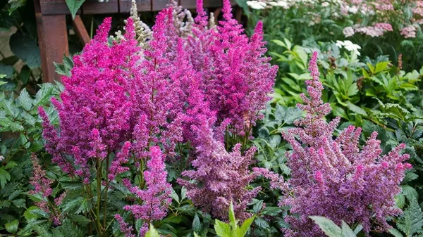 Astilbe – Színpompás megoldás az árnyékos kertekbe