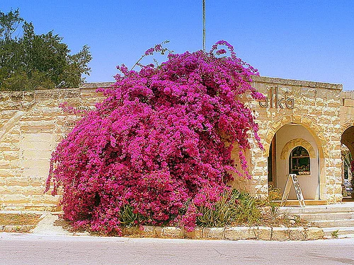 bougainvillea szaporítása dugványozása