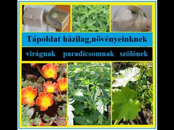3 házi tápoldat recept, amitől a virágzás beindul és a terméshozam megnő