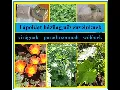 3 házi tápoldat recept, amitől a virágzás beindul és a terméshozam megnő