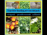 3 házi tápoldat recept, amitől a virágzás beindul és a terméshozam megnő