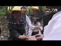 Méhek világnapja: Miért ennyire fontosak ezek az apró beporzók?