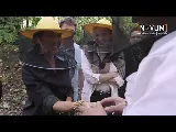 Méhek világnapja: Miért ennyire fontosak ezek az apró beporzók?