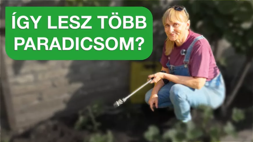 Így ültesd el helyesen a paradicsompalántát – profi módszer  🍅🌱 — így lesz belőle a legjobb paradicsom!