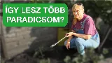 Így ültesd el helyesen a paradicsompalántát – profi módszer  🍅🌱 — így lesz belőle a legjobb paradicsom!