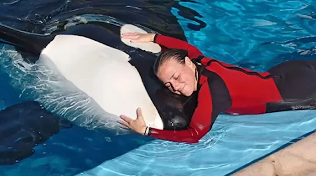 orca támadás kard szárnyú delfin 