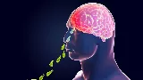Agyevő amőba mi az? Az agyevő amőba tünetei és a fertőzés kialakulása