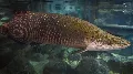 Ez az ősi hal túlélte a dinoszauruszokat – és most visszatért, hogy rettegésben tartsa az Amazonas lakóit!