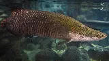 Ez az ősi hal túlélte a dinoszauruszokat – és most visszatért, hogy rettegésben tartsa az Amazonas lakóit!