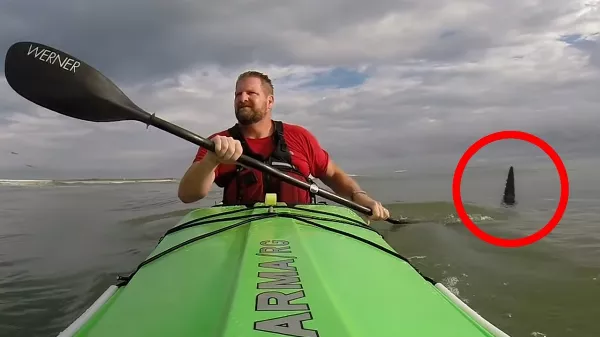 6 sokkoló cápatámadás, ami után kétszer is meggondolod, hogy vízbe menj