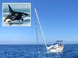 Jessica Radcliffe orca támadása után ismét lecsapott az orca a Gibraltári-szorosban
