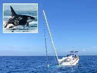Jessica Radcliffe orca támadása után ismét lecsapott az orca a Gibraltári-szorosban