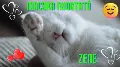 Mitől nyugszik meg a macska? Macska nyugtató zene - Próbáld ki!