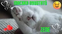 Mitől nyugszik meg a macska? Macska nyugtató zene - Próbáld ki!