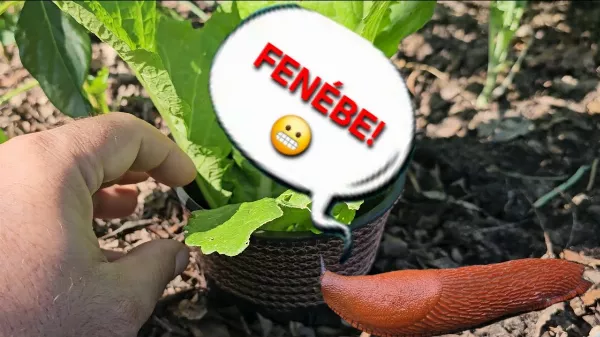 A csiga elleni védelem rézhálóval? Egy kísérlet lebontja a mítoszt
