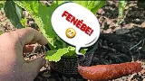 A csiga elleni védelem rézhálóval? Egy kísérlet lebontja a mítoszt