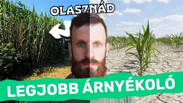 Többé nem kell műanyag árnyékoló! – Ez a természetes megoldás megmentheti a kerted a nyári perzseléstől