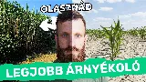 Többé nem kell műanyag árnyékoló! – Ez a természetes megoldás megmentheti a kerted a nyári perzseléstől